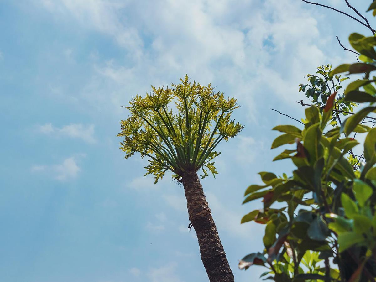 Cussonia Country Home Tierpoort エクステリア 写真